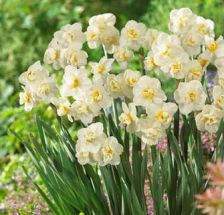 Narcissus/daffodil "Cheerfulness"